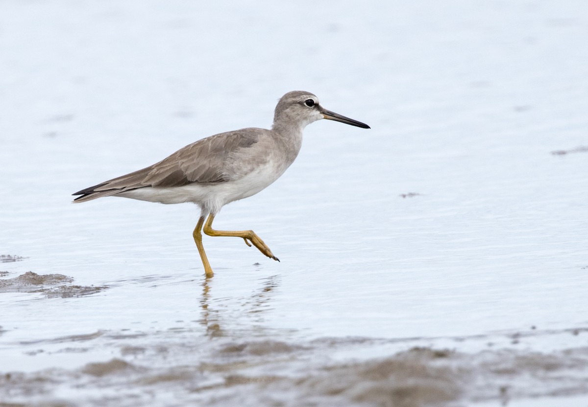 Gray-tailed Tattler - Chris Barnes