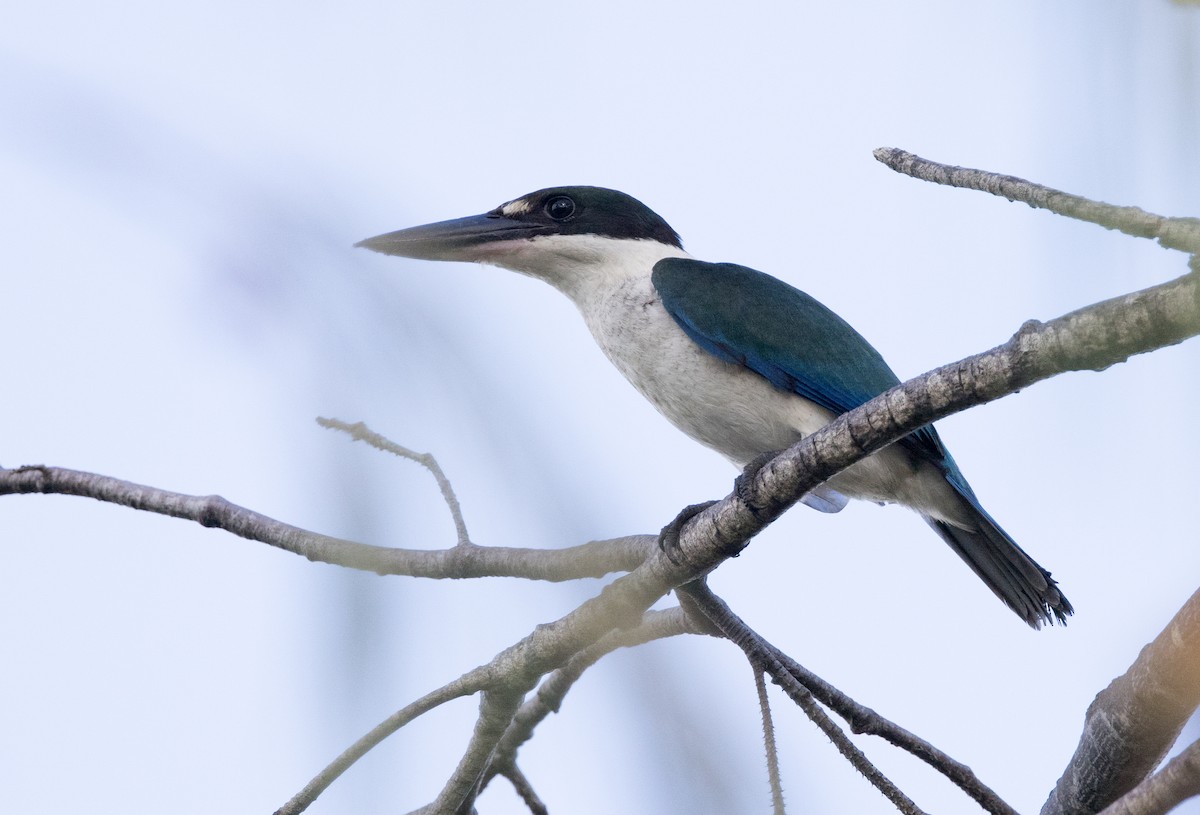 Torresian Kingfisher - Chris Barnes