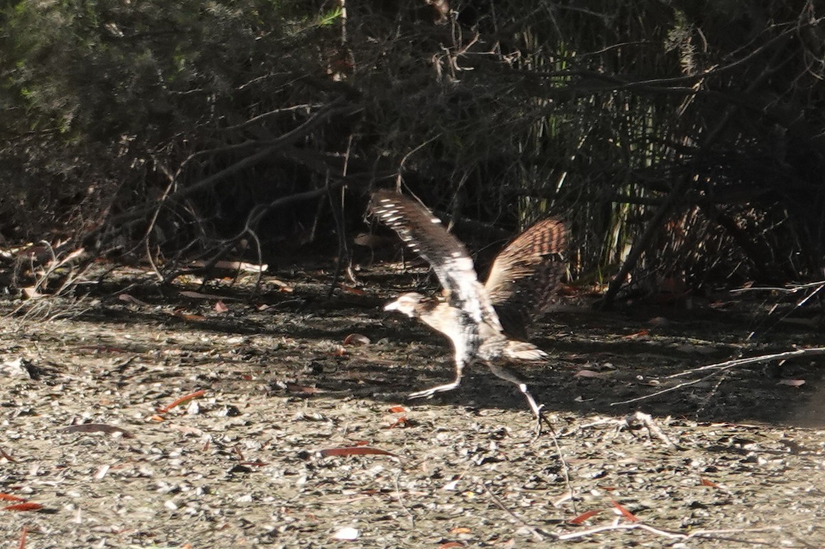 Buff-banded Rail - ML614810526