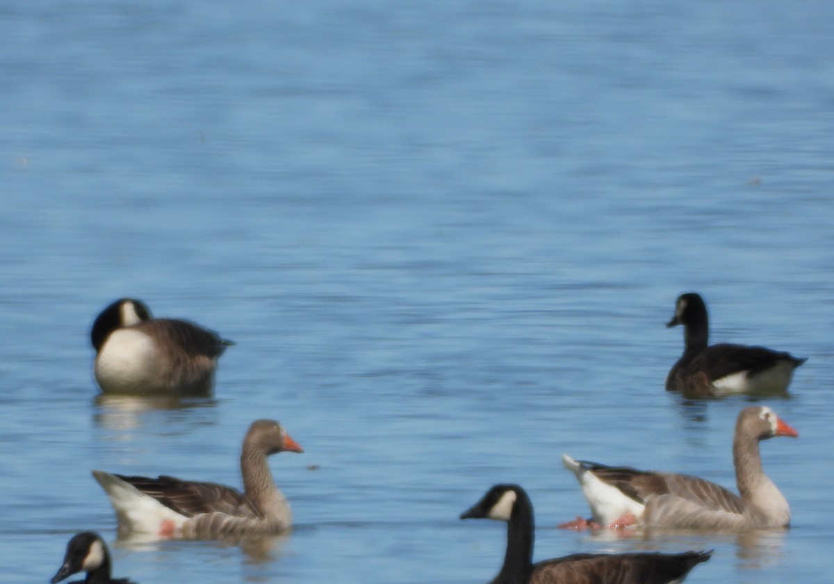 Graylag Goose - ML614810541