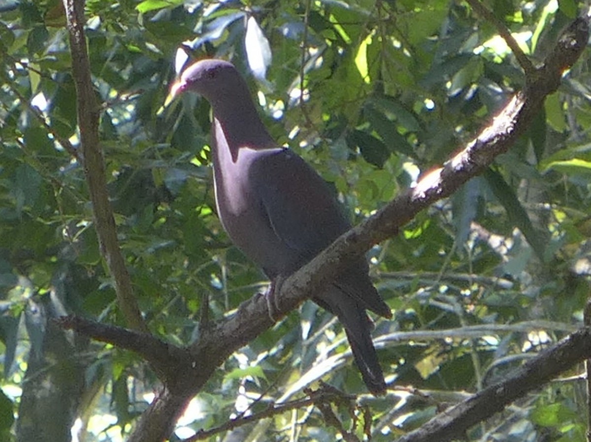 Red-billed Pigeon - ML614810586