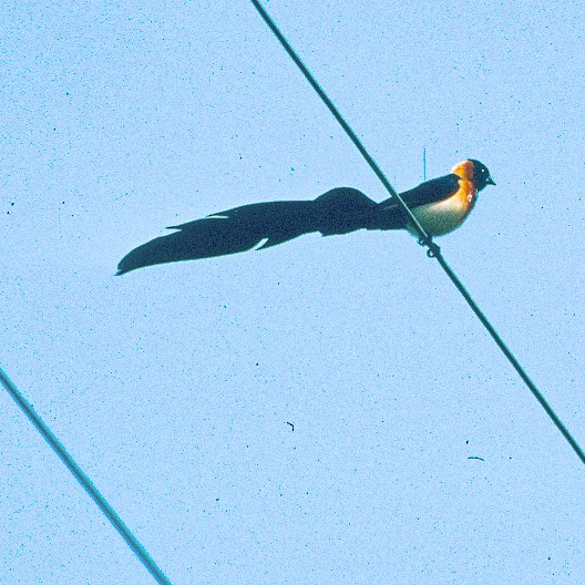 Exclamatory Paradise-Whydah - ML614810616