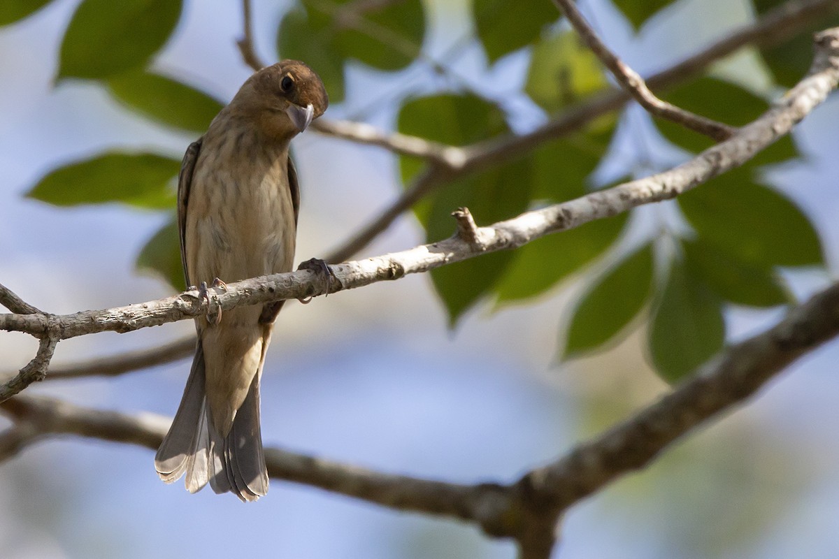 Passerin indigo - ML614810653