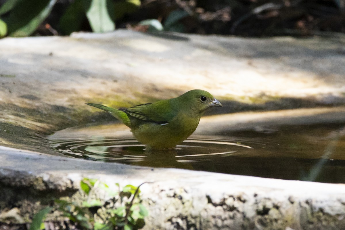 Painted Bunting - Tania Campos