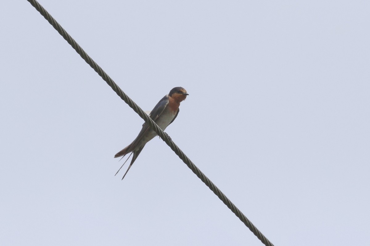 Fairy Martin - ML614810676