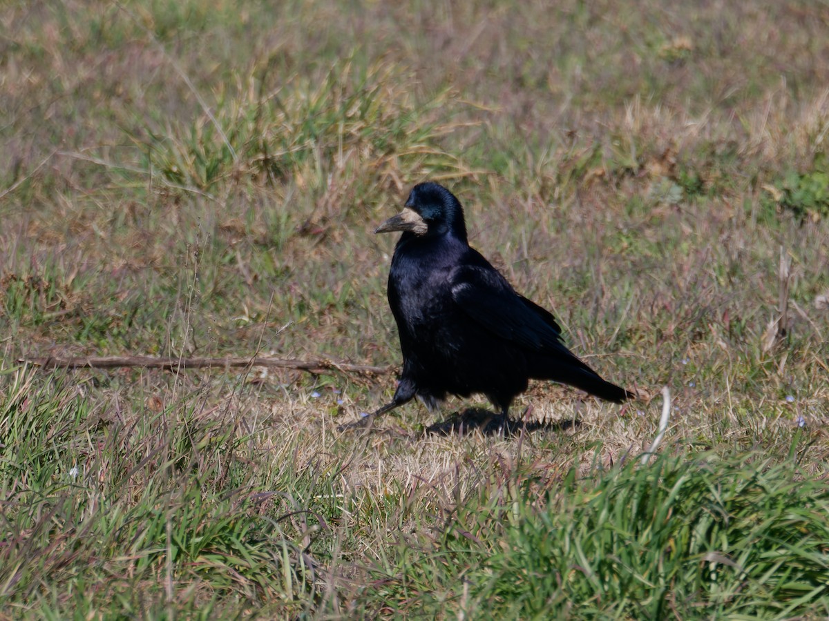 Rook - Alfonso Guío Rodríguez