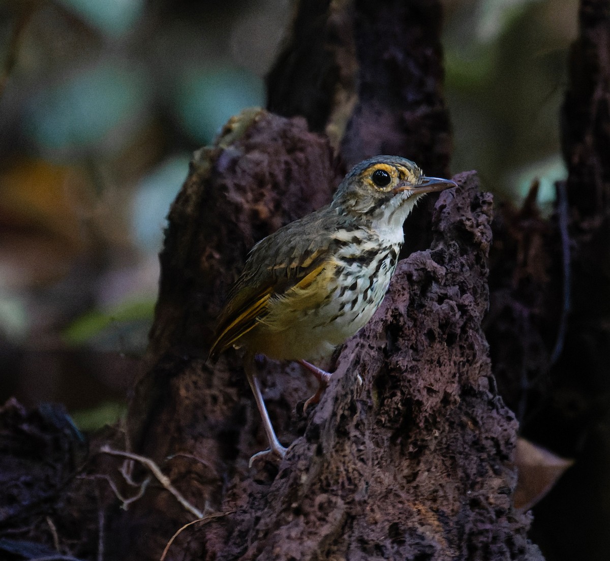 Snethlage's Antpitta - ML614810774