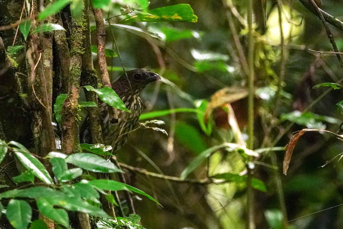 Tooth-billed Bowerbird - ML614810841