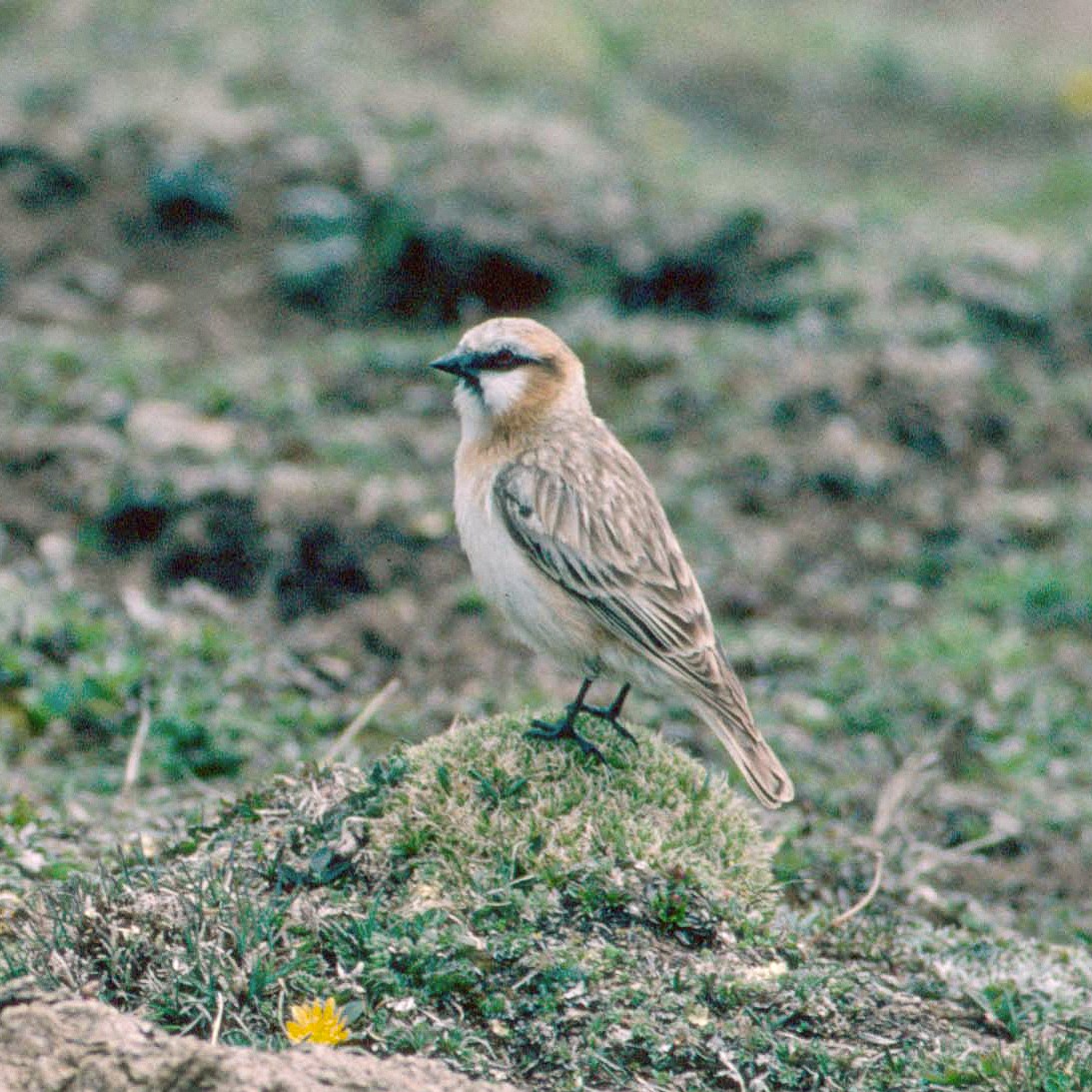 Rufous-necked Snowfinch - ML614810844