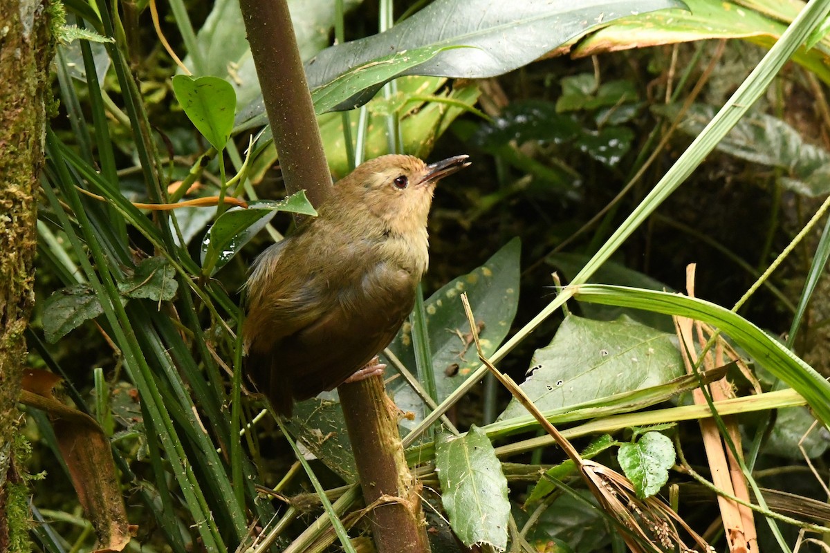 Atherton Scrubwren - ML614810875