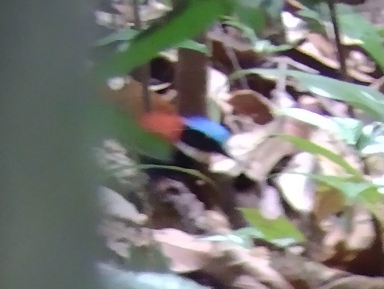 Blue-headed Pitta - ML614810931