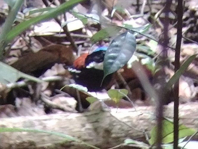 Blauscheitelpitta - ML614810932