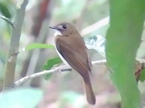 Gray-chested Jungle Flycatcher - ML614810957