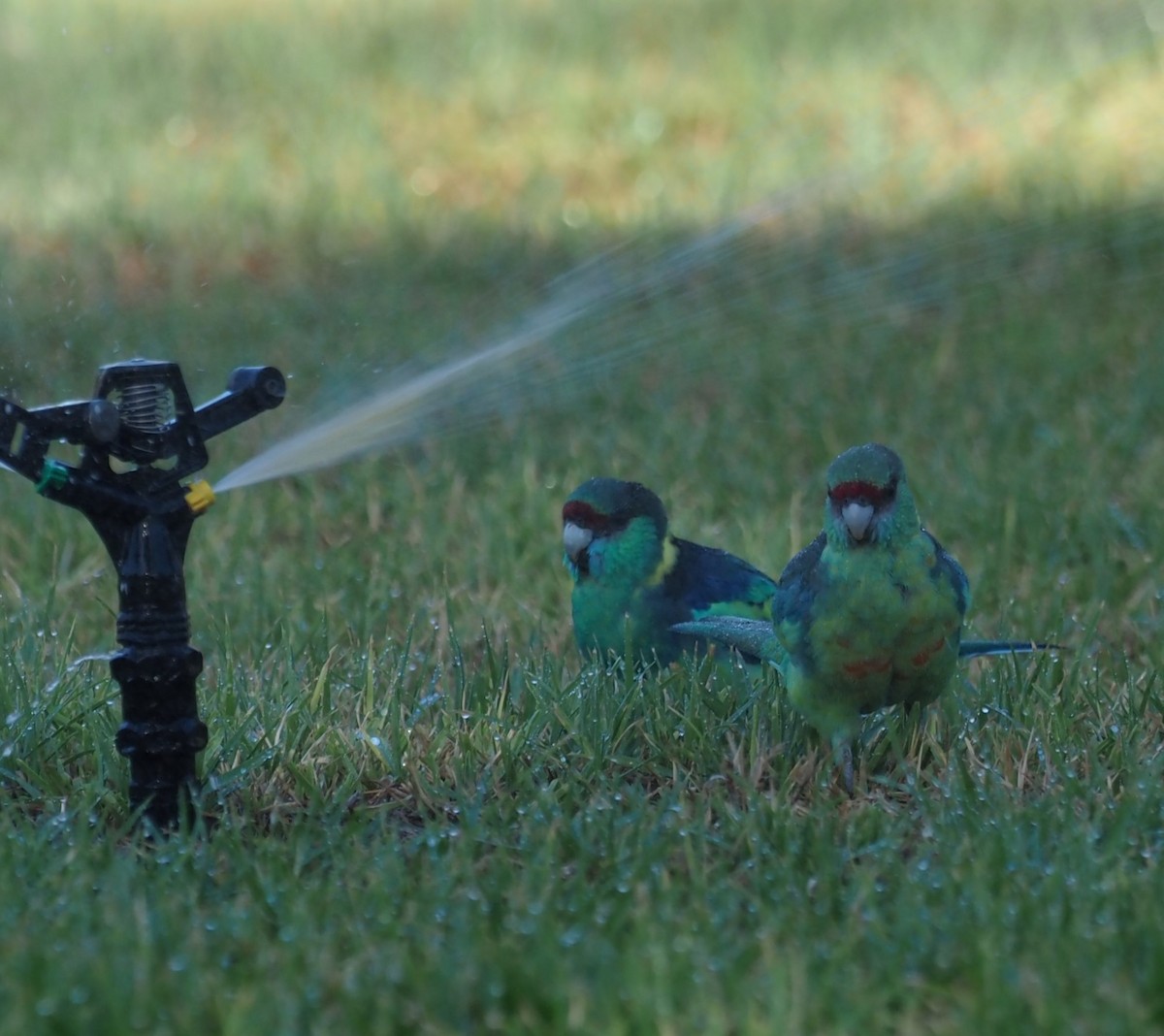 Australian Ringneck - Mark Stevenson