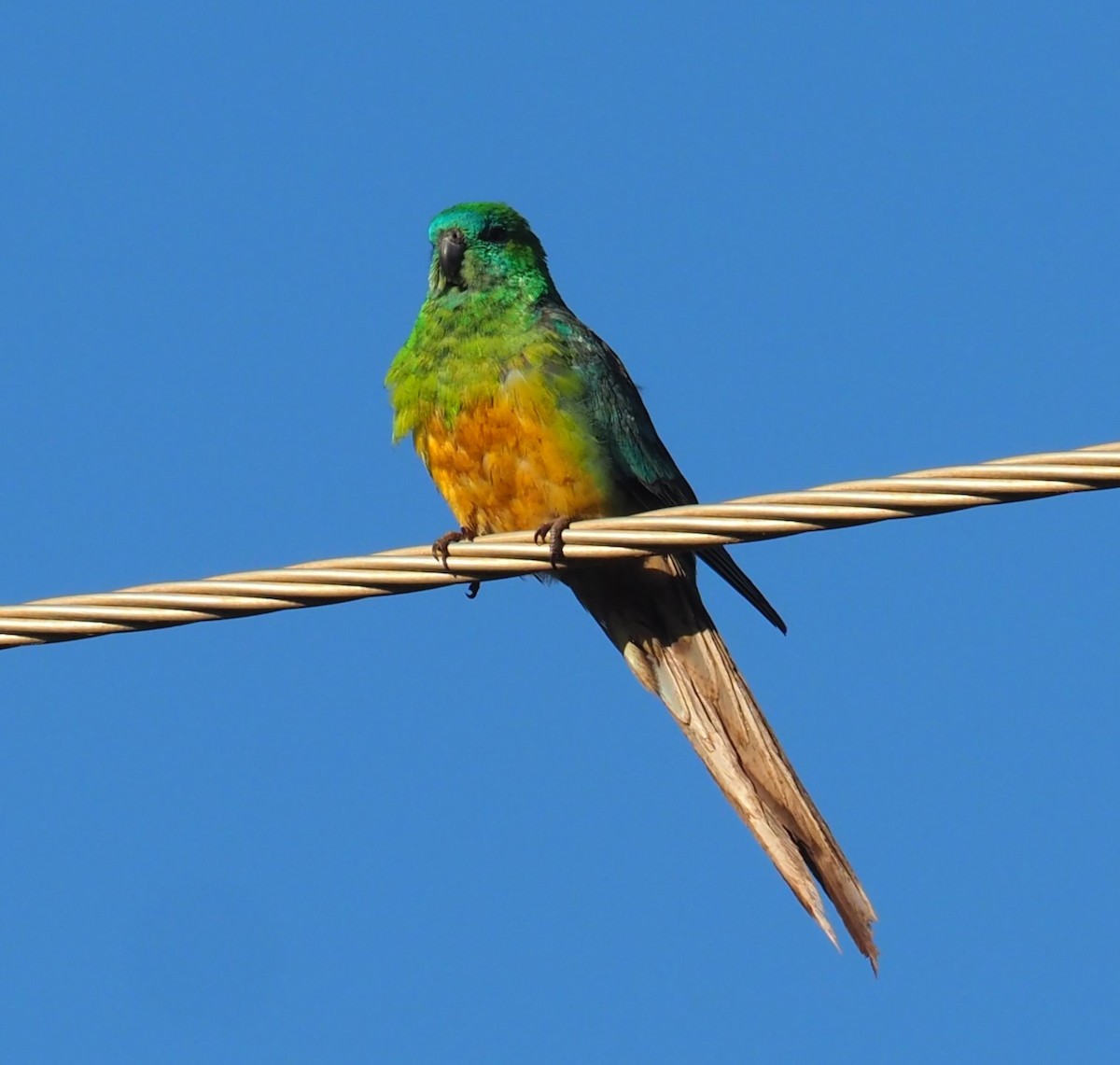 Red-rumped Parrot - Mark Stevenson