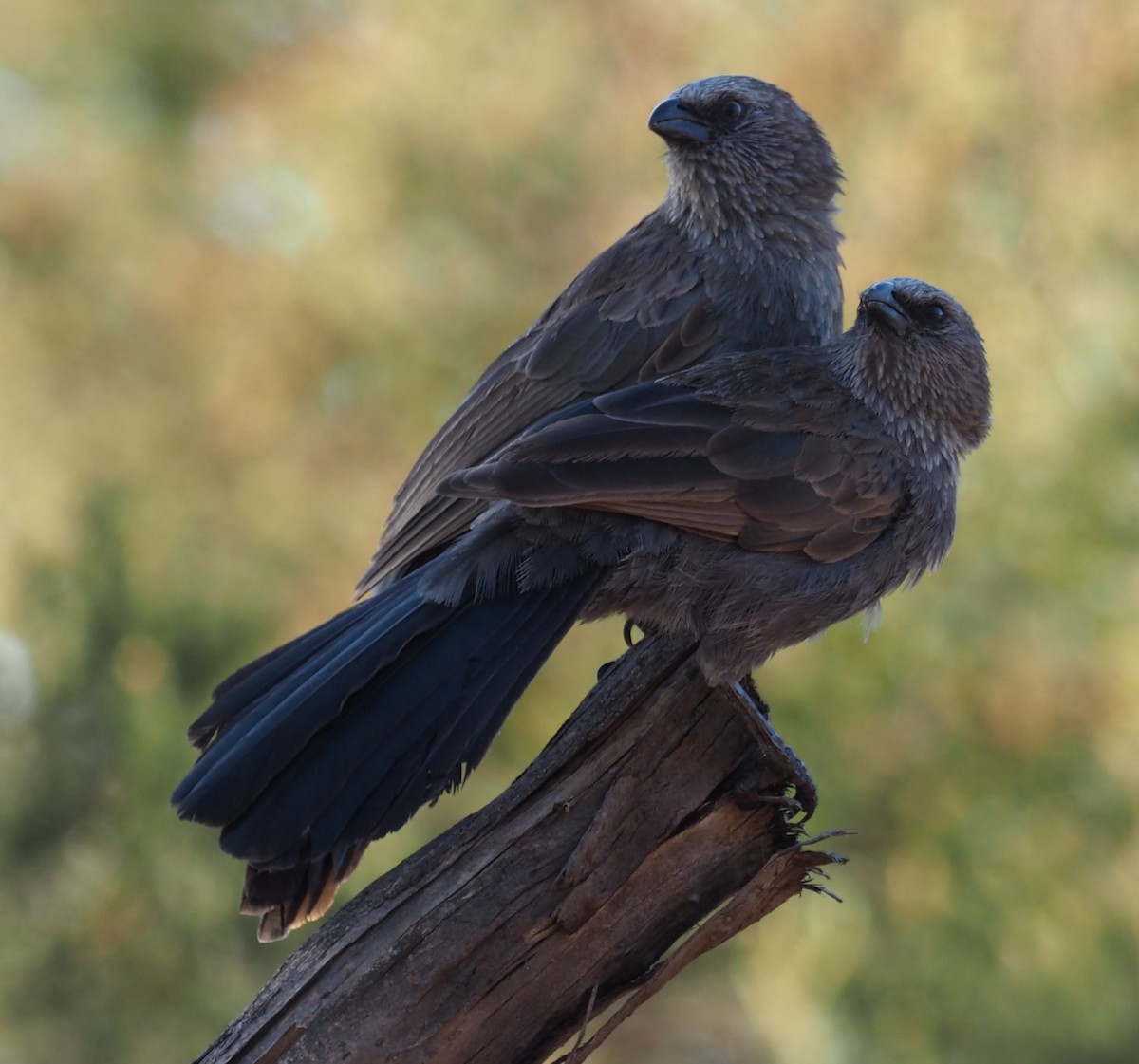 Apostlebird - Mark Stevenson