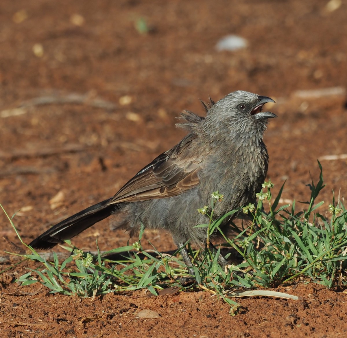 Apostlebird - Mark Stevenson