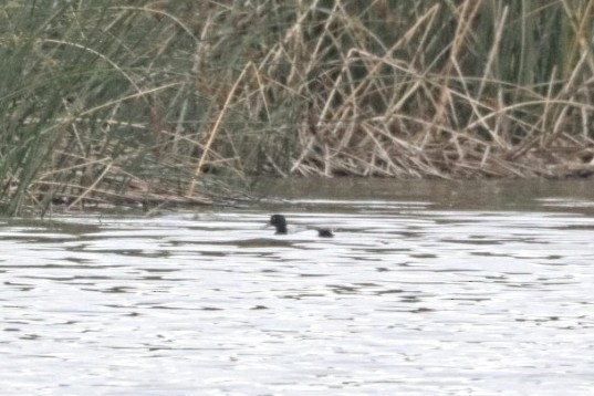 Greater Scaup - ML614811059