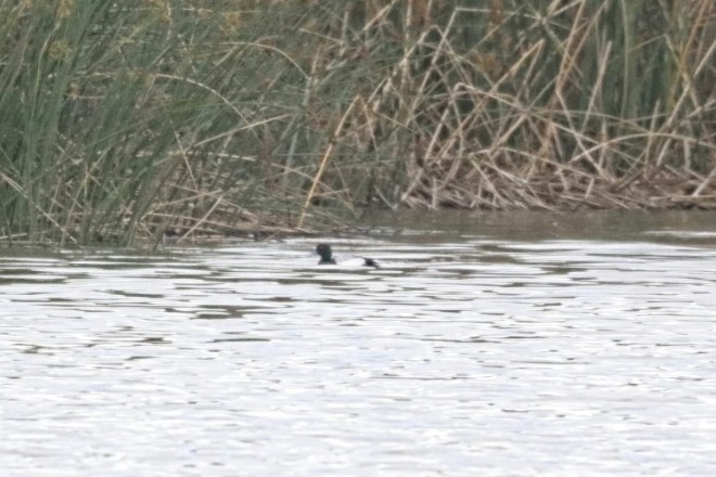 Greater Scaup - ML614811060