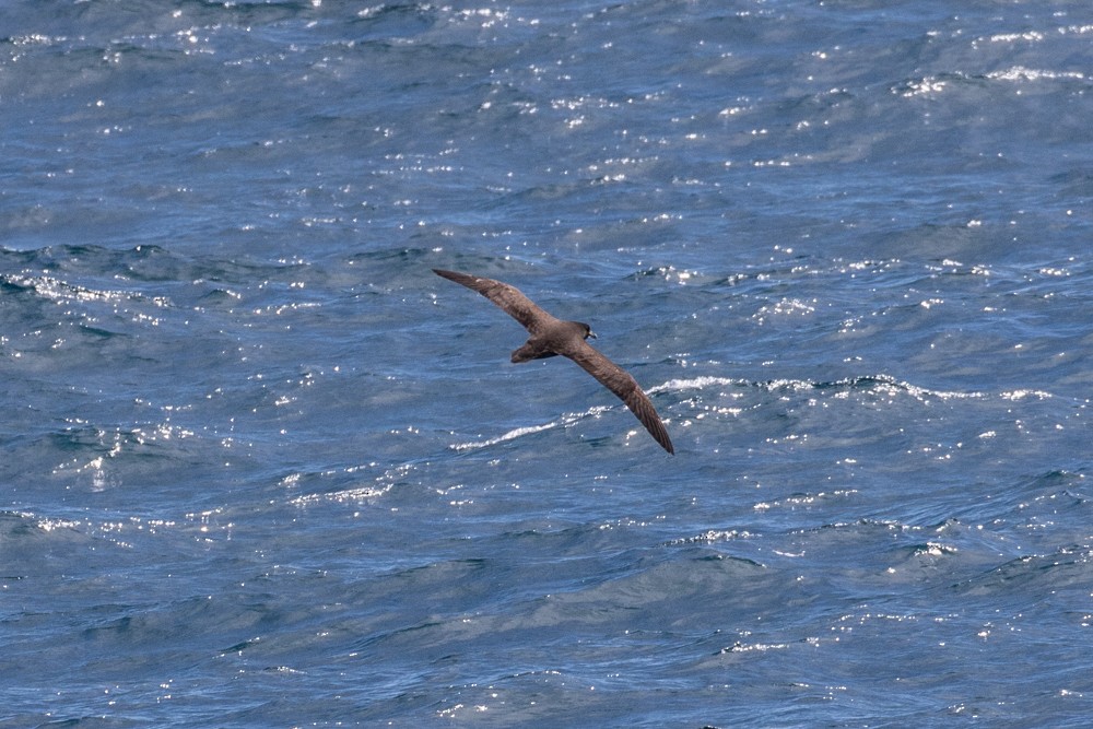 White-chinned Petrel - Denis Corbeil