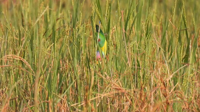 Plum-headed Parakeet - ML614811149