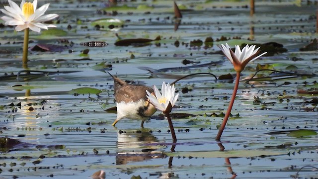 Pheasant-tailed Jacana - ML614811177