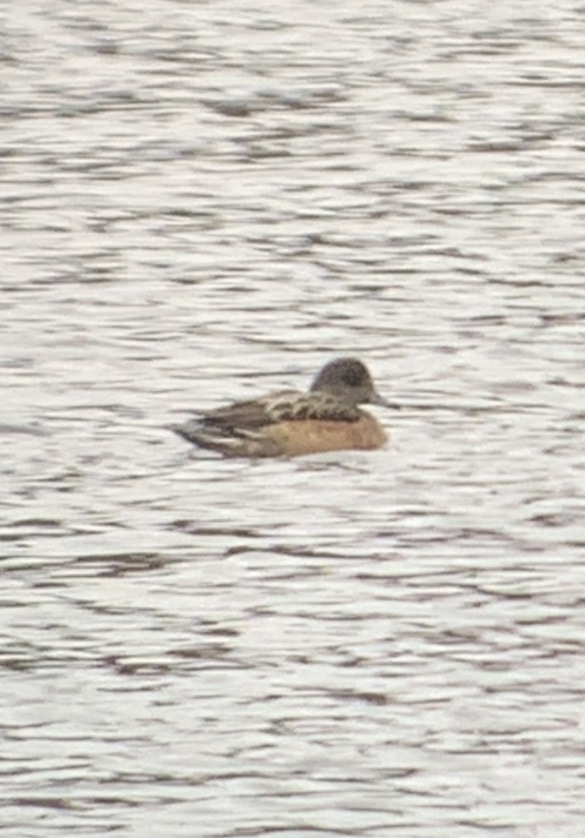 American Wigeon - ML614811214