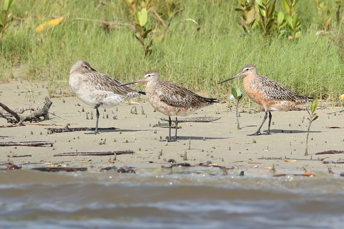 Bar-tailed Godwit - ML614811222