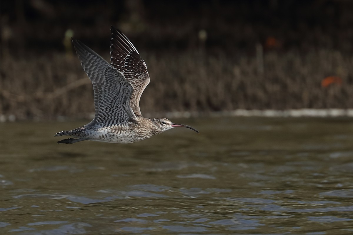 Whimbrel - ML614811224