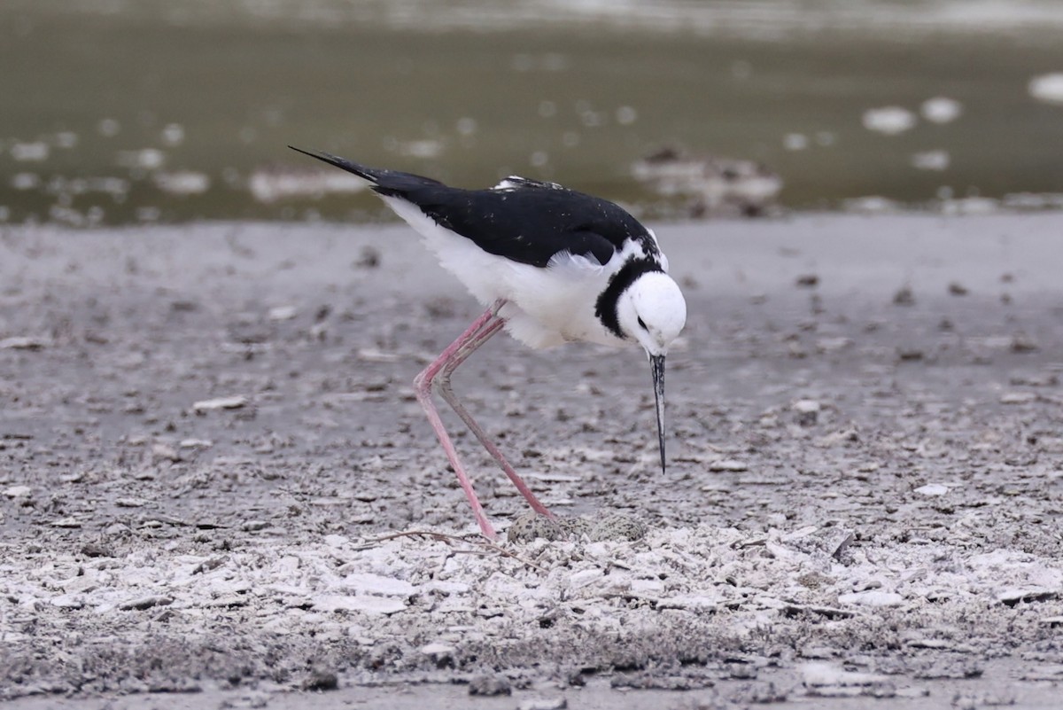 Pied Stilt - ML614811361