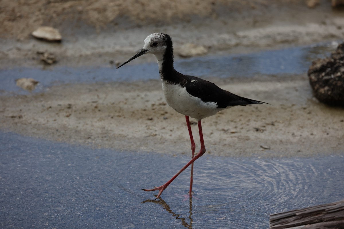 Pied Stilt - ML614811369