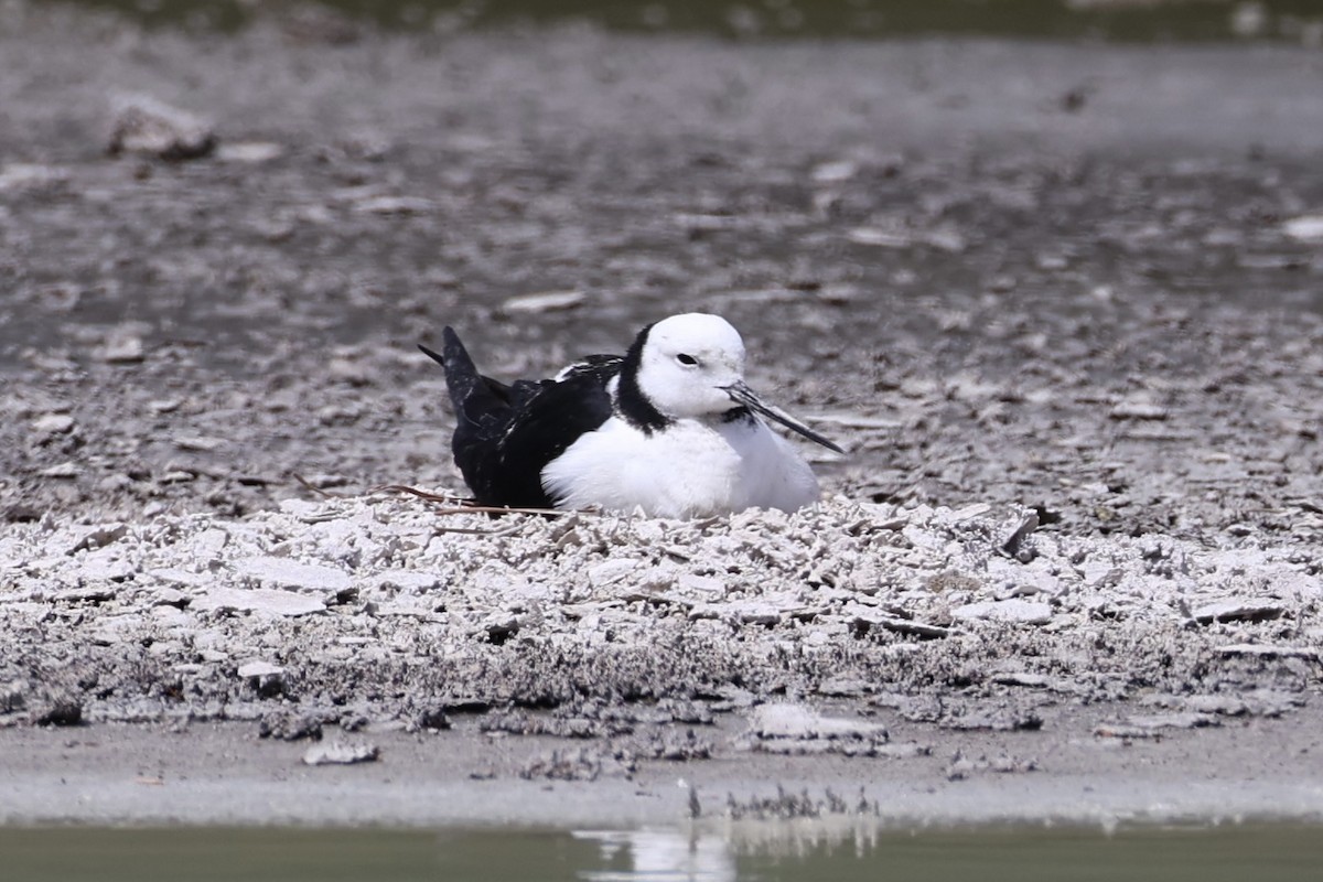 Pied Stilt - ML614811370