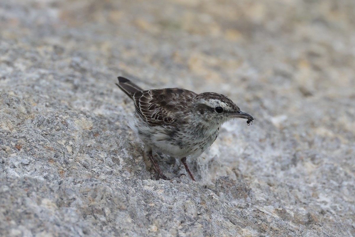 Pipit de Nouvelle-Zélande - ML614811376