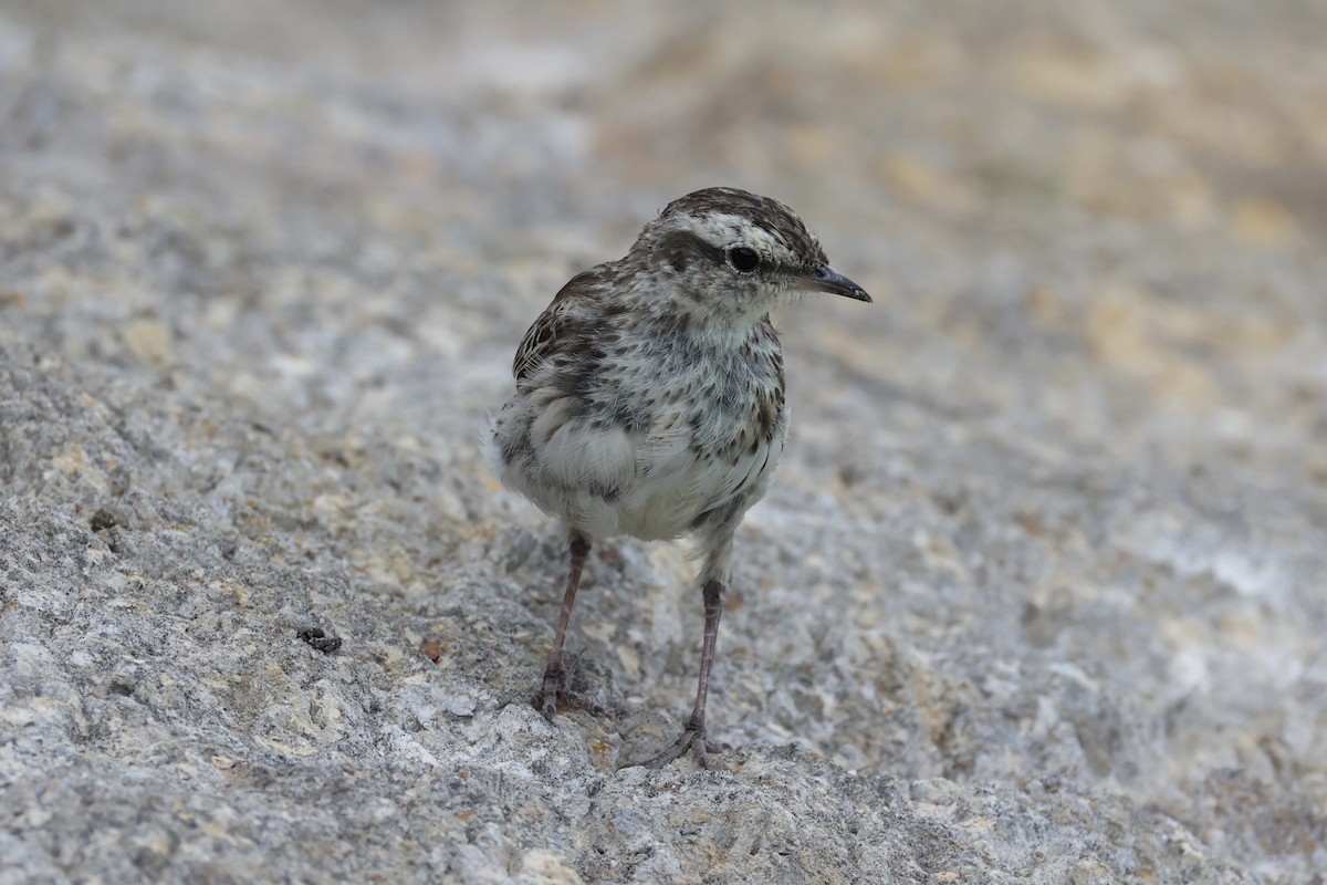 New Zealand Pipit - ML614811379