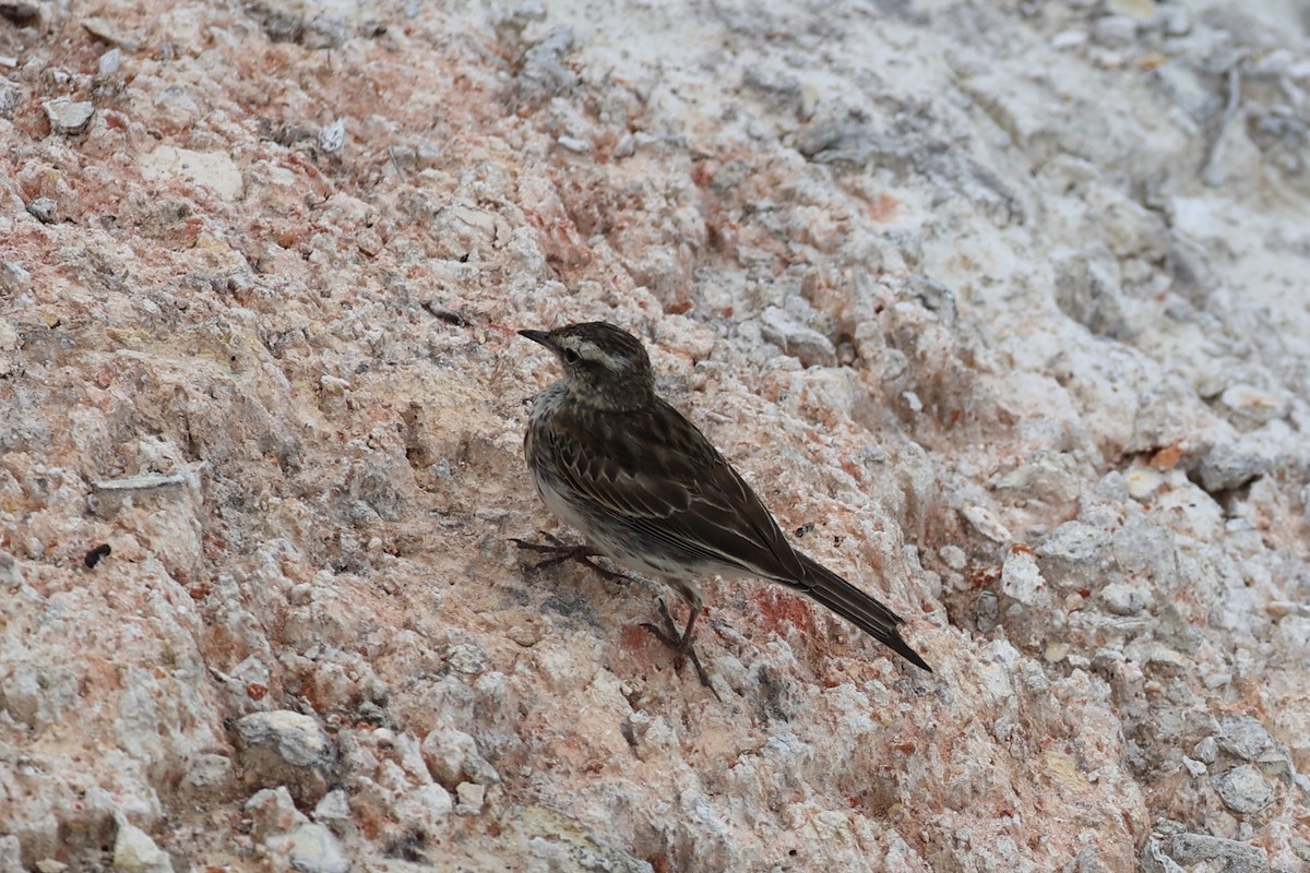 Pipit de Nouvelle-Zélande - ML614811382