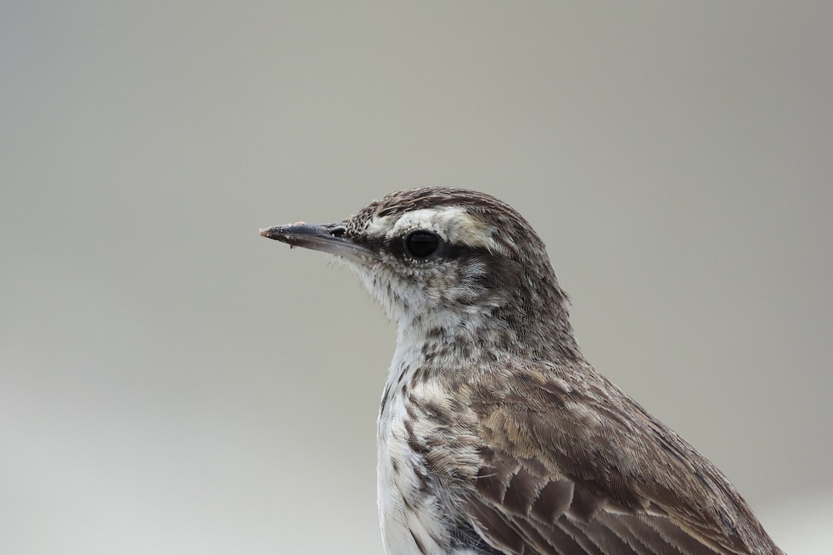 Pipit de Nouvelle-Zélande - ML614811384