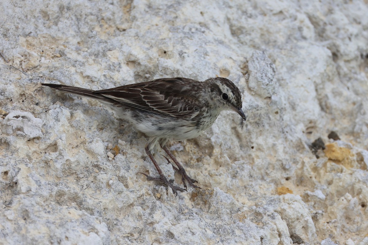 New Zealand Pipit - ML614811389