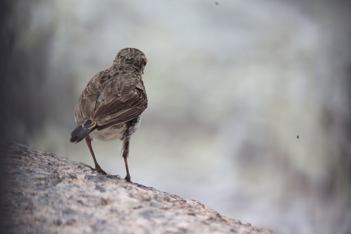 New Zealand Pipit - ML614811390