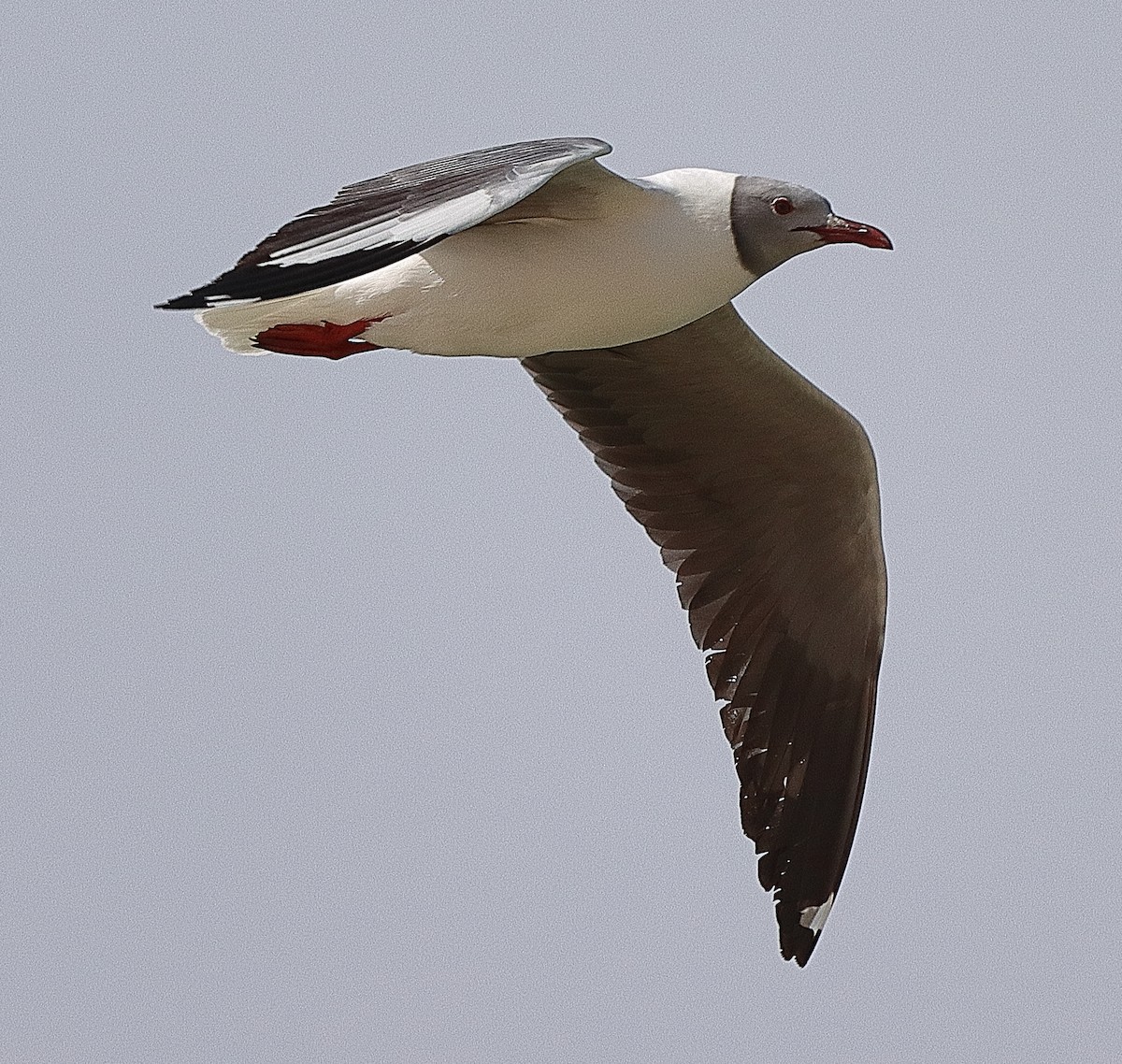 Gray-hooded Gull - ML614811414