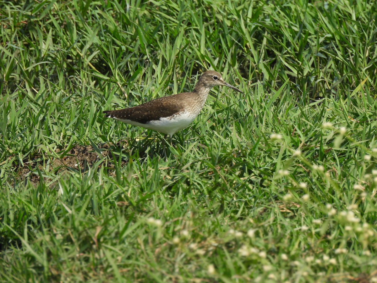 Green Sandpiper - ML614811529