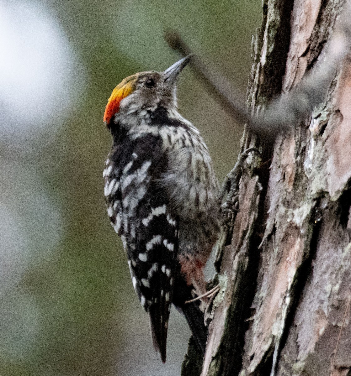 Brown-fronted Woodpecker - ML614811556