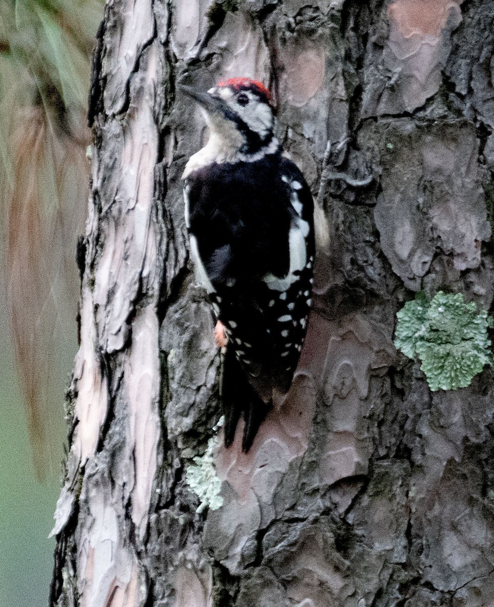 Himalayan Woodpecker - ML614811559