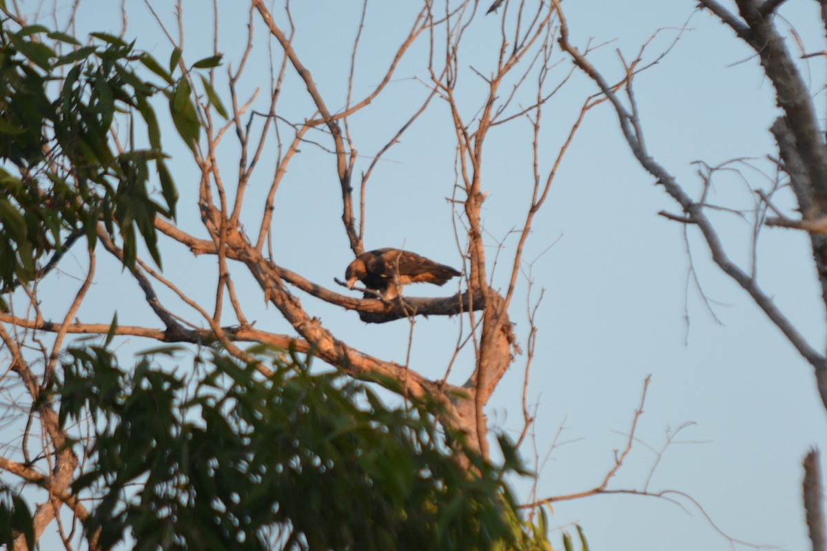 Black-breasted Kite - ML614811574