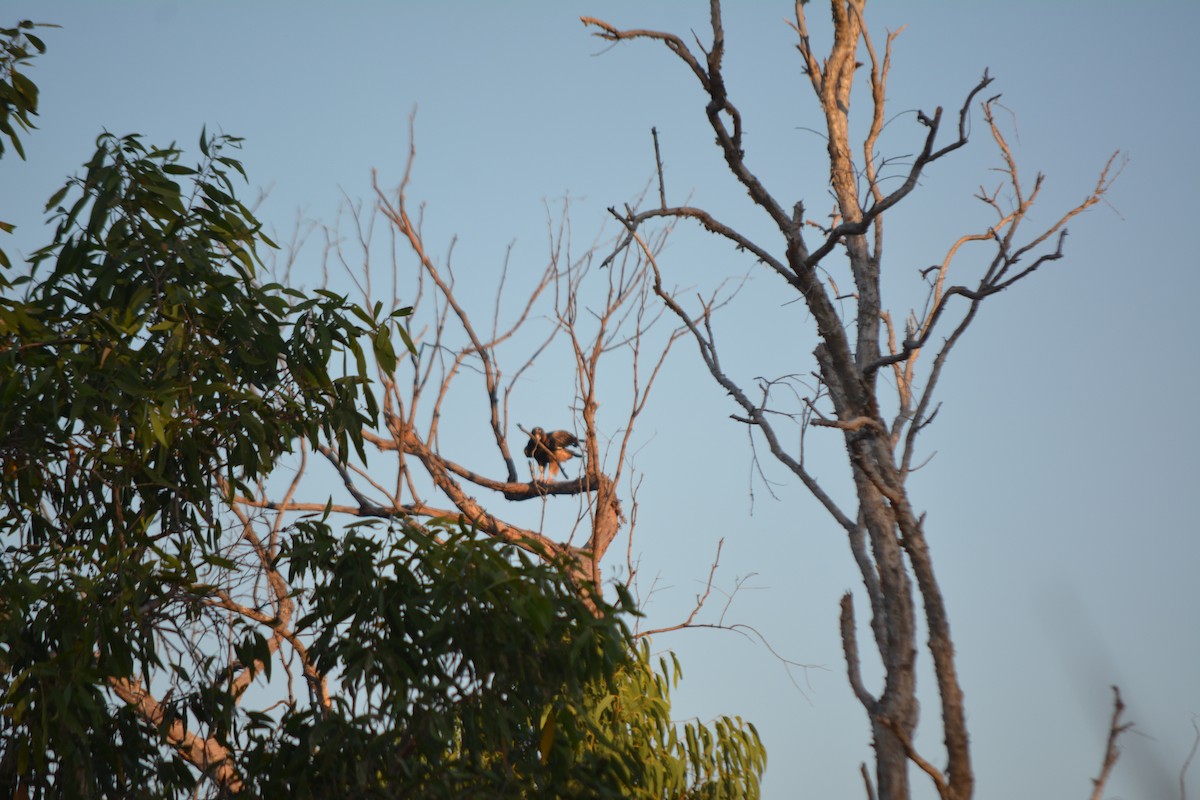 Black-breasted Kite - ML614811579