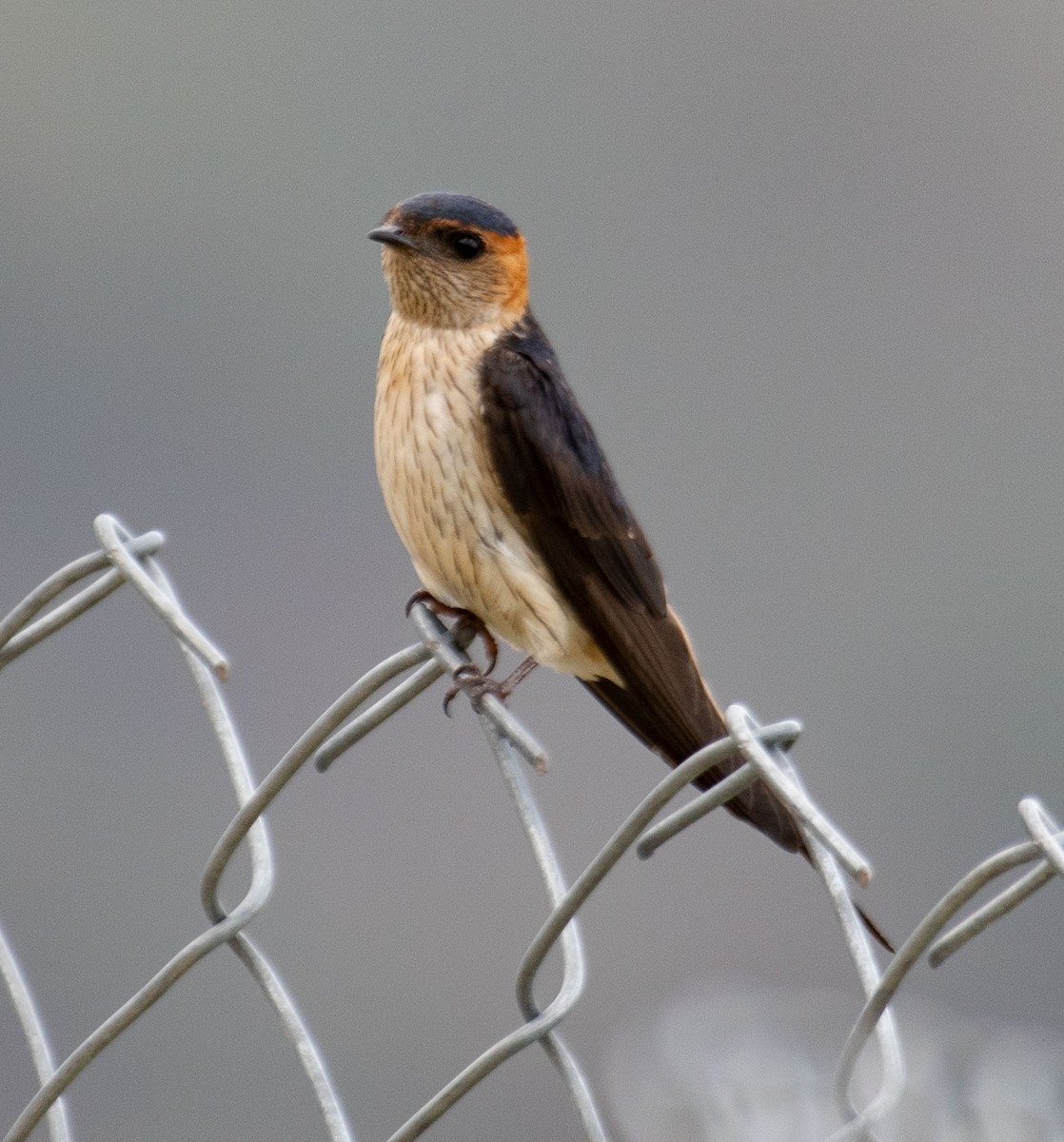 Red-rumped Swallow - ML614811583