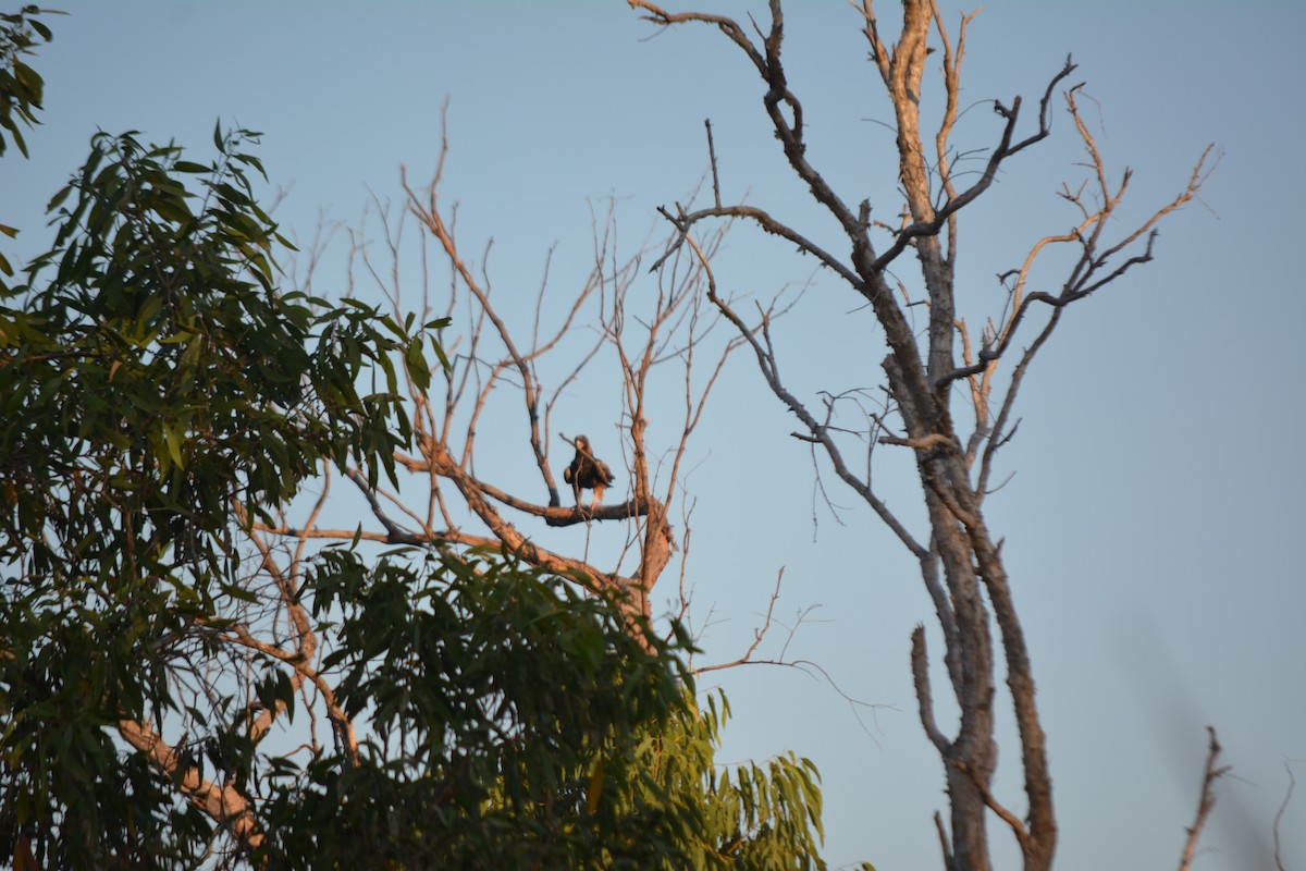 Black-breasted Kite - ML614811584