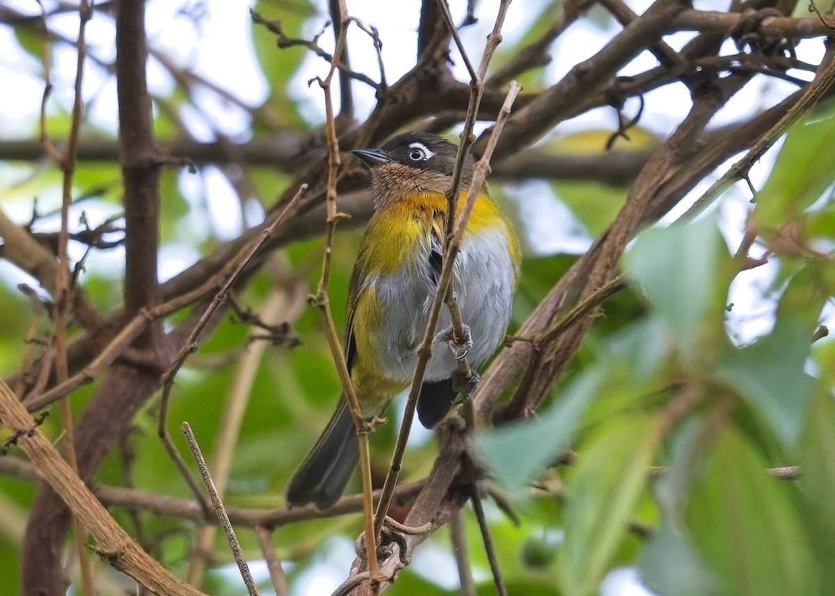 Common Chlorospingus (Venezuela) - ML614811591