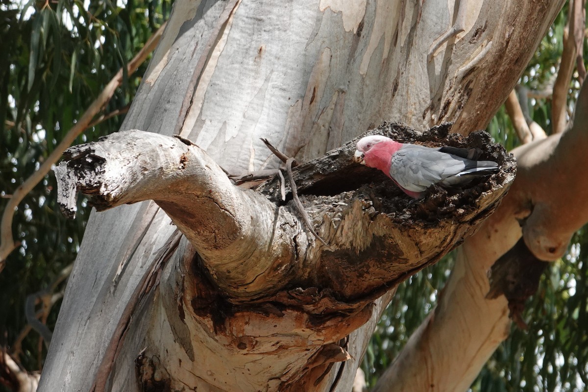 Cacatúa Galah - ML614811607