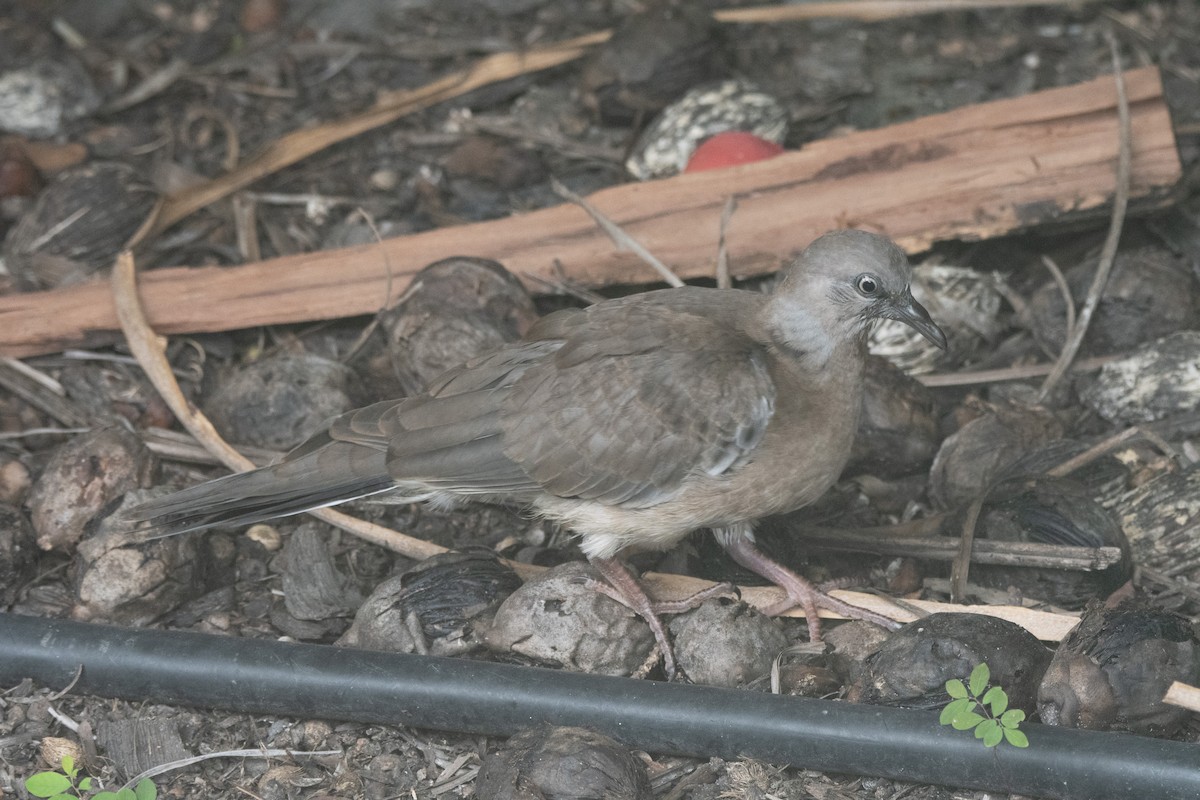 Spotted Dove - ML614811661