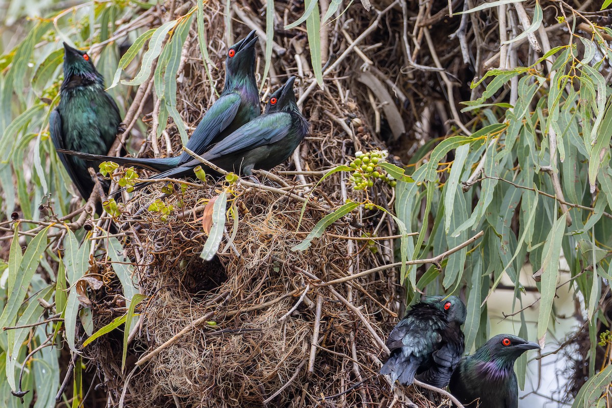 Metallic Starling - ML614811680